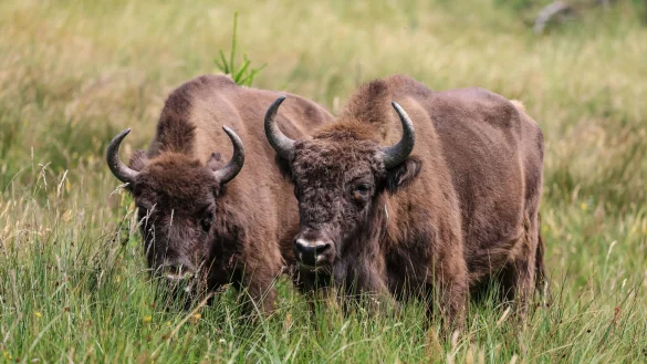 Wisente stehen in der Wisent-Wildnis im Sauerland auf einer Wiese. - &copy; Oliver Berg/dpa