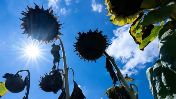 Die vom Menschen verursachte Erderw&auml;rmung erreicht bereits ein Plus von 1,14 Grad Celsius. - &copy; Sven Hoppe/dpa