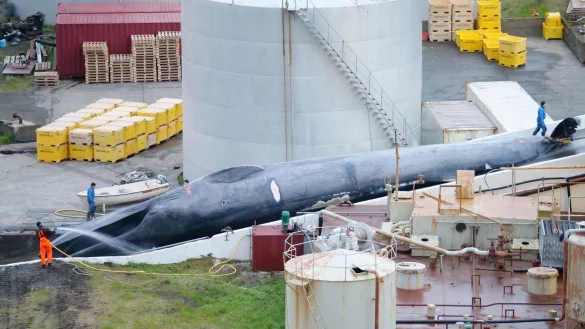 Ein toter Blauwal liegt in der Walfangstation in Hvalfj&ouml;rdur (Island) und wird mit Wasser bespr&uuml;ht. - &copy; Arne Feuerhahn/Hard to Port/dpa/Archiv