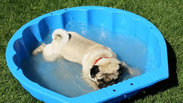 Auch Tiere brauchen bei den warmen Temperaturen eine Abk&uuml;hlung. Dieser Mops genie&szlig;t ein Bad im Planschbecken. - &copy; Stephan Jansen/dpa/dpa-tmn