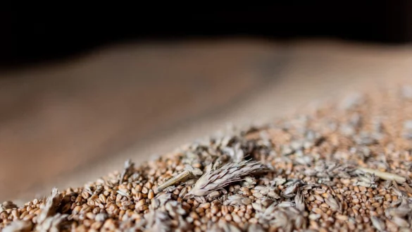 Mangelhaftes Weizen, das schon zu Keimen begonnen hat, liegt bei einer Pressekonferenz auf Gut Marienfeld in einer Scheune. - &copy; Rolf Vennenbernd/dpa