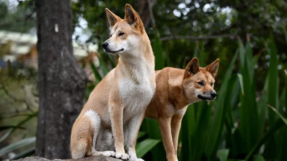 Ein Dingo-Pärchen im Taronga Zoo in Sydney. - © Dan Himbrechts/AAP/dpa