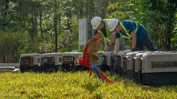 Ein Papagei nach dem Umzug im &laquo;Bird Paradise&raquo;. - &copy; ---/Mandai Wildlife Group/dpa