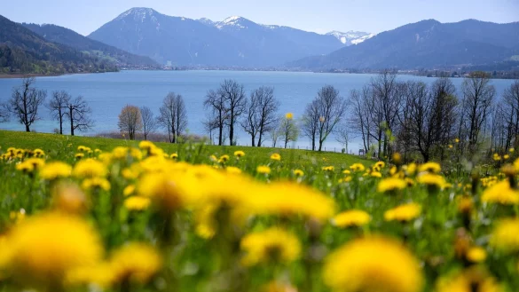 L&ouml;wenzahn bl&uuml;ht auf einer Wiese am Tegernsee. - &copy; Sven Hoppe/dpa