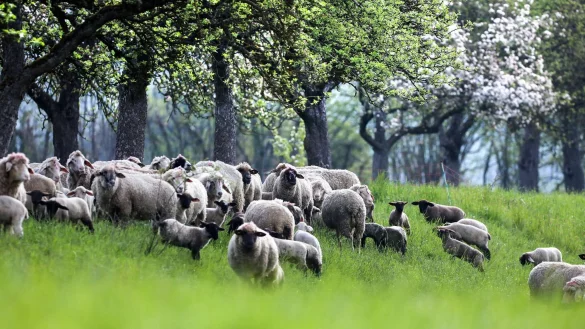 Eine Schafherde grast in Baden-W&uuml;rttemberg auf einer Weide unter bl&uuml;henden B&auml;umen. - &copy; Thomas Warnack/dpa