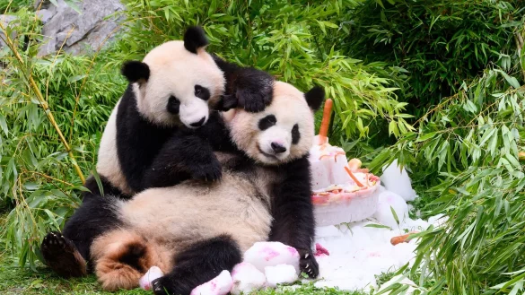 Eine Torte aus Eis, Gem&uuml;se und Fr&uuml;chten gibt es anl&auml;sslich ihres vierten Geburtstags f&uuml;r die Pandab&auml;ren Pit und Paule im Berliner Zoo. - &copy; Bernd von Jutrczenka/dpa