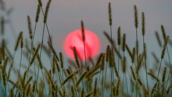 Hinter einer Wiese geht am Morgen die Sonne auf. - &copy; Thomas Warnack/dpa