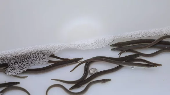 Kleine Aale, die in den Fluss Lippe eingesetzt werden sollen, schwimmen in einem Beh&auml;lter. - &copy; Alex Talash/dpa