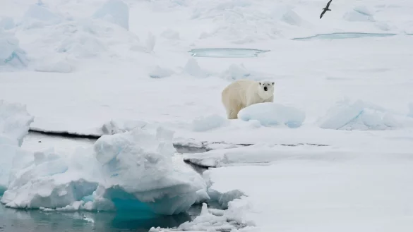 Ein Eisb&auml;r auf einer Eisscholle in Spitzbergen. - &copy; Romas Dabrukas/AP/dpa