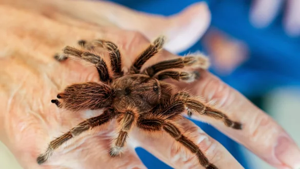 Das braucht Mut: Ein Senior l&auml;sst eine Vogelspinne im Senioren- und Therapiezentrum in Barsb&uuml;ttel &uuml;ber seine Hand laufen. - &copy; Ulrich Perrey/dpa