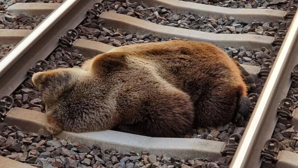 Ein B&auml;r liegt tot auf den Gleisen in der N&auml;he des Bahnhofs Schwarzach-St. Veit, nachdem er mit einem Zug zusammengesto&szlig;en ist. - &copy; -/LAND SALZBURG/&Ouml;BB/APA/dpa