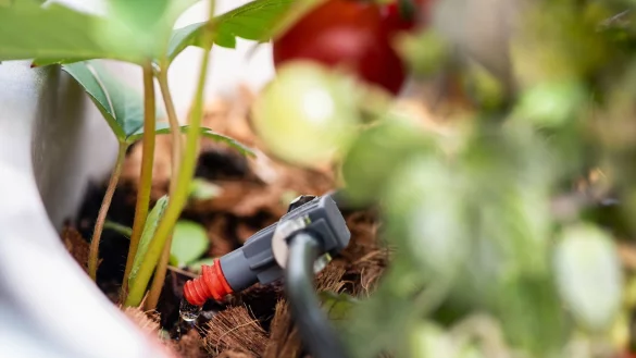 Automatische Bew&auml;sserungssysteme sorgen daf&uuml;r, dass Balkonpflanzen auch w&auml;hrend der Urlaubszeit gen&uuml;gend Wasser bekommen. - &copy; Franziska Gabbert/dpa-tmn/Archivbild