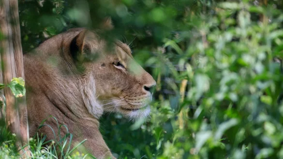 Normalerweise sieht man L&ouml;wen nur im Zoo - wie hier in Leipzig. - &copy; Jan Woitas/dpa