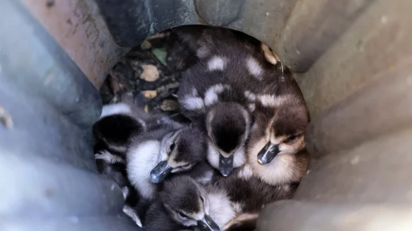 Acht G&auml;nsek&uuml;ken sitzen in einem Fallrohr fest. - &copy; Ralf Hettler/dpa
