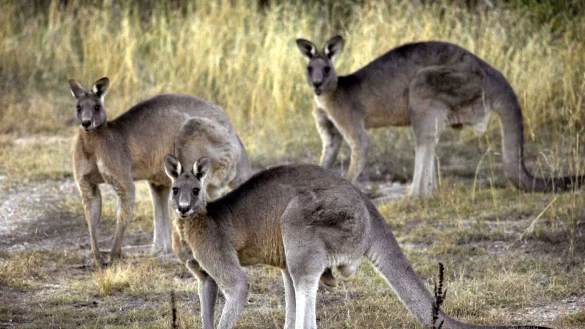 Das K&auml;nguru ist das ikonische Nationaltier Australiens und wird dennoch grausam gejagt. - &copy; Mark Graham/AP/dpa