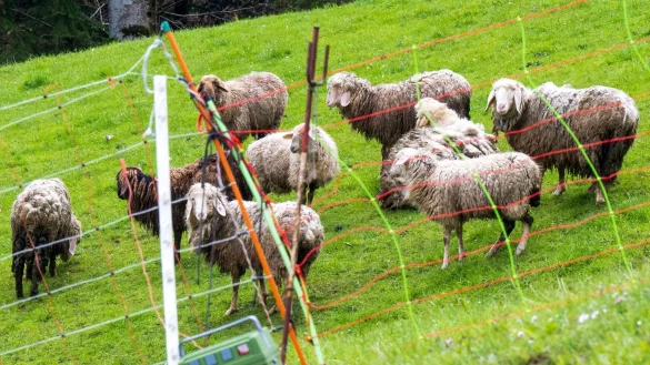 Schafe stehen auf einer Bergweide oberhalb der grenznahen Ortschaft Oberaudorf im Landkreis Rosenheim hinter einem Elektrozaun. In der unmittelbaren Umgebung waren zuvor mehrere Schafe von einem B&auml;ren gerissen worden. - &copy; Peter Kneffel/dpa
