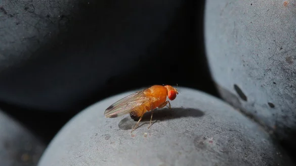 Eine Kirschessigfliege (Drosophila suzukii) sitzt auf einer Traube. - &copy; Fredrik von Erichsen/dpa