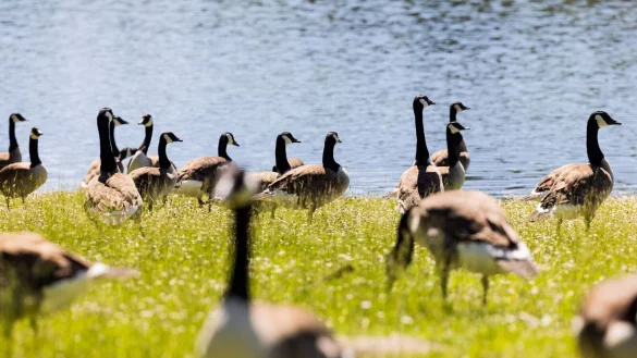 Kanadag&auml;nse fressen Gras am Ufer des Decksteiner Weiher. - &copy; Rolf Vennenbernd/dpa/Archivbild