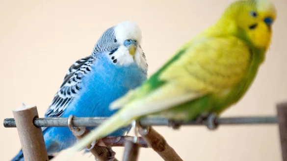 Wer keinen Wellensittich-Nachwuchs m&ouml;chte, sollte keine Nistk&auml;sten anbringen. - &copy; Andrea Warnecke/dpa-tmn