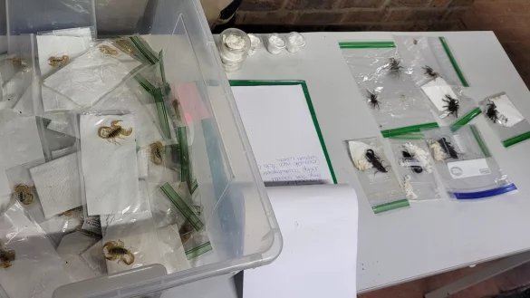 In Plastikt&uuml;tchen verpackte Skorpione liegen in einer Kiste und auf einem Tisch. - &copy; Hauptzollamt K&ouml;ln/dpa