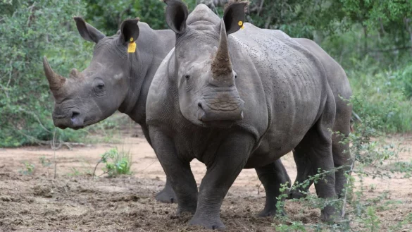 Zwei Breitmaulnash&ouml;rner in einem Naturschutzreservat in S&uuml;dafrika. Der internationale Handel mit Nashorn-H&ouml;rnern ist zwar verboten. Trotzdem t&ouml;ten Wilderer weiterhin illegal die Tiere. - &copy; picture alliance / Kristin Palitza/dpa