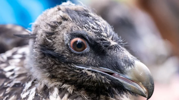 Das Bartgeierweibchen Sisi vor ihrer Auswilderung. - &copy; Sven Hoppe/dpa