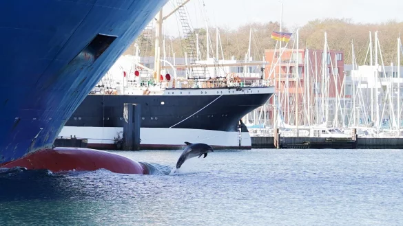 Der Delfin Delle springt zwischen Schiffen an der Trave aus dem Wasser. - &copy; Michael Sprengel/dpa