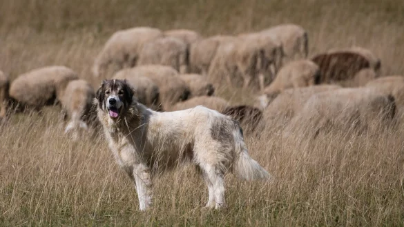 Herdenschutzhunde sind dazu gemacht, ihr Territorium und ihre Herde zu verteidigen. Das macht sie f&uuml;r Spazierg&auml;nger gef&auml;hrlich. - &copy; Christoph Schmidt/dpa