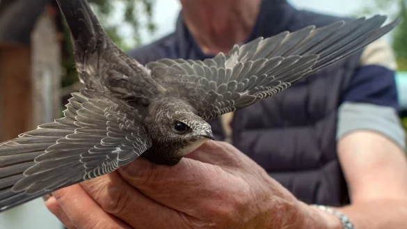 Ein Mann h&auml;lt einen Mauersegler in den H&auml;nden. - &copy; Klaus-Dietmar Gabbert/dpa/Symbolbild