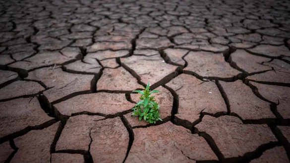 Eine Pflanze w&auml;chst auf rissiger Erde, nachdem der Wasserstand im Sau-Stausee, etwa 100 km n&ouml;rdlich von Barcelona, gesunken ist. - &copy; Emilio Morenatti/AP