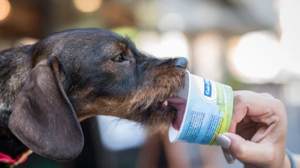 Hundeeis gibt es in Geschmacksrichtungen wie &laquo;Wildlachs&raquo; zu kaufen, ist aber auch ganz leicht selbst gemacht. - &copy; Boris Roessler/dpa/dpa-tmn