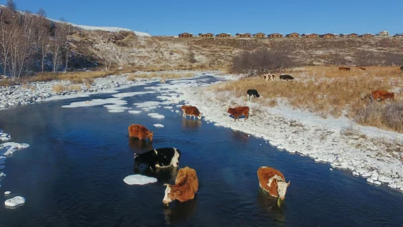 K&uuml;he trinken Wasser aus dem Halha Fluss im Norden von China. - &copy; Zou Yu/XinHua/dpa