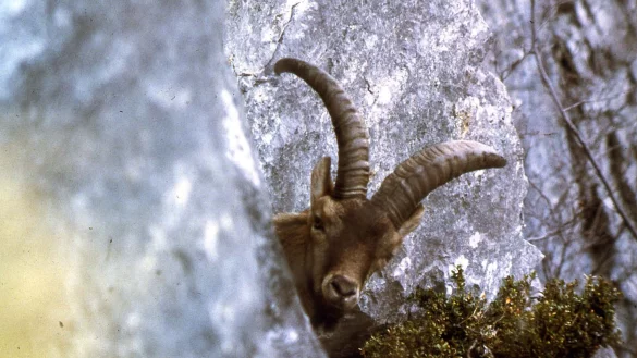 Ausgestorben: Der Pyrenäensteinbock konnte mithilfe von Gentechnik kurzzeitig wiederauferstehen. - © B. Clos/Parc national des Pyrénées/dpa