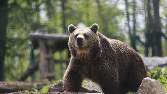Ein Braunb&auml;r erkundet das Gehege im Zoo. (Archivbild) - &copy; Matthias Bein/dpa