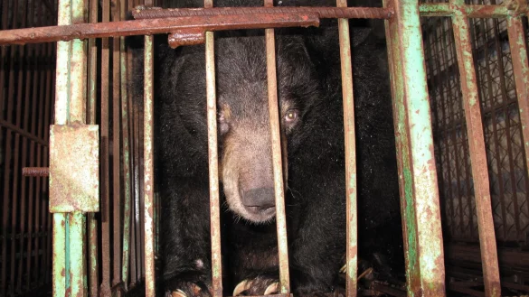 Gefangen: Ein asiatischer Schwarzb&auml;r in einem engen Metallk&auml;fig auf einer B&auml;rengallefarm. - &copy; Animals Asia/dpa