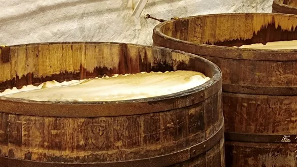 Gärung in offenen Holzfässern: In den Kellergewölben der Pilsner-Urquell-Brauerei werden kleine Chargen des Biers noch immer auf diese traditionelle Weise hergestellt. - © Tom Nebe/dpa-tmn