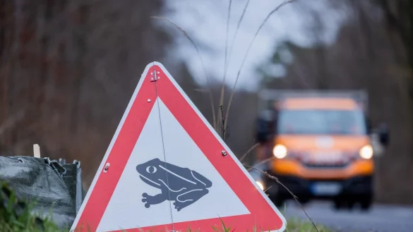 Nach eisiger K&auml;lte kommen mit den milden Temperaturen die Kr&ouml;ten wieder in Bewegung. Weil die Amphibien bei ihrem Weg zu den Laichpl&auml;tzen oft &uuml;ber Stra&szlig;en wandern, bittet der Nabu Autofahrer um Vorsicht. - &copy; Rolf Vennenbernd/dpa