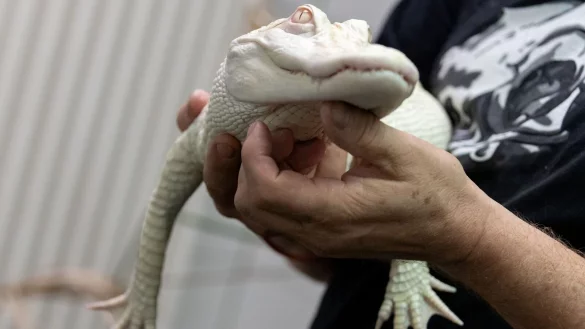Ein Albino-Alligator liegt in der Reptilien-Auffangstation. - &copy; Daniel Karmann/dpa/Archivbild