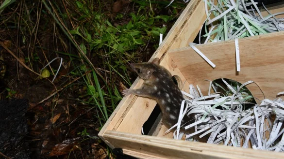 Nach dem Trip nach Melbourne sind die Marder wieder zur&uuml;ck in Queensland. - &copy; QUEENSLAND DEPARTMENT OF ENVIRONMENT AND SCIENCE/AAP/dpa