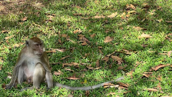 Langschwanzmakaken, auch Javaneraffen genannt, sind in weiten Teilen S&uuml;dostasiens verbreitet. - &copy; Carola Frentzen/dpa