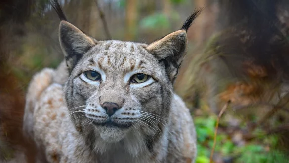 Die Auszeichnung &laquo;Luchs-Wald&raquo; soll zum Schutz der Raubtiere motivieren und die Tiere wieder nach Th&uuml;ringen locken. - &copy; Patrick Pleul/dpa