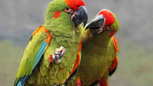 Rotohrara im Zoo Dresden. Die Projekte der &laquo;Zootier des Jahres&raquo; Kampagne 2023 werden sich f&uuml;r den Schutz von Rotohraras, Gro&szlig;en Soldatenaras und Kleinen Soldatenaras und den Blaulatzara einsetzen. - &copy; Zoo Dresden/Verband der Zoologischen G&auml;rten (VdZ)/obs