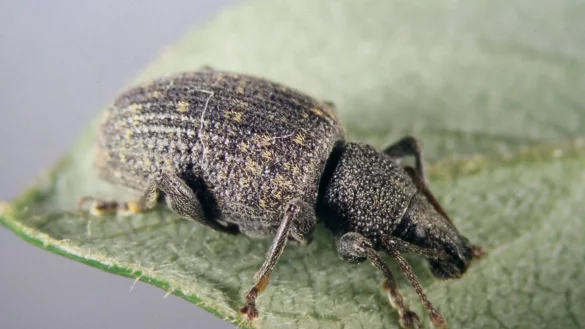 Der Gefurchte Dickmaulr&uuml;ssler (Otiorhynchus sulcatus) ist etwa zehn Millimeter gro&szlig; und geh&ouml;rt zu den hartn&auml;ckigsten Sch&auml;dlingen im Garten. - &copy; Klaus Schrameyer/LTZ/dpa-tmn