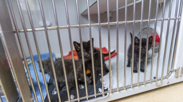Katzenbabys sind in einem Quarant&auml;nebereich des Tierheims Lahr in einem Zwinger untergebracht. - &copy; Philipp von Ditfurth/dpa