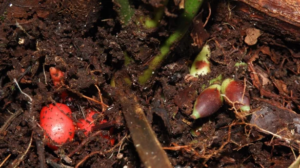 Die Basis der unterirdisch bl&uuml;henden Pflanze mit Blick auf die reifen roten und unreifen gr&uuml;nen Fr&uuml;chte. - &copy; Randi Agusti/Royal Botanic Gardens/dpa