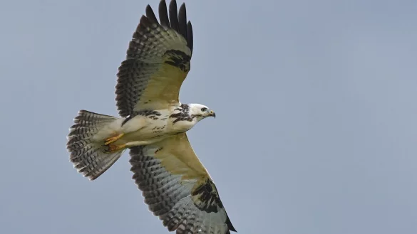 In der Brutzeit kann es passieren, dass ein Vogel Menschen aus seiner N&auml;he vertreiben will. Auch M&auml;usebussarde neigen gelegentlich zu einem solchen Verhalten. - &copy; Patrick Pleul/dpa-Zentralbild/dpa