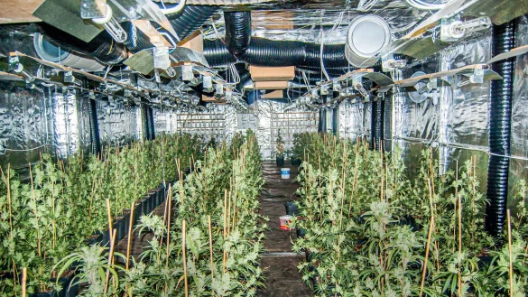 Blick auf Cannabis-Plantage mit etwa 750 Pflanzen in Meinerzhagen. - &copy; Kreispolizeibeh&ouml;rde M&auml;rkischer Kreis/dpa