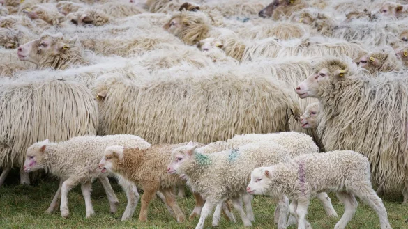 Schafe einer Schafherde und ihre Lämmer stehen auf einer Wiese. - © Henning Kaiser/dpa/Archivbild