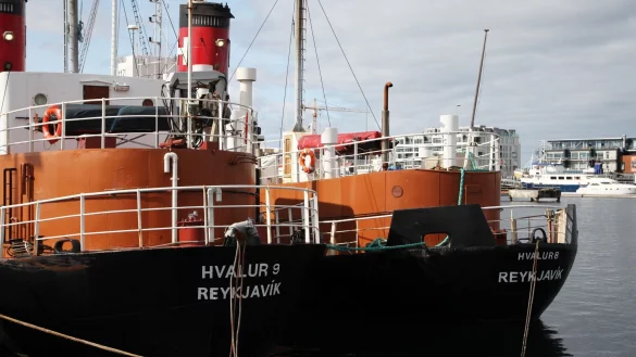 Island ist eines der wenigen L&auml;nder der Erde, in denen noch Jagd auf Wale gemacht werden darf. - &copy; Steffen Trumpf/dpa