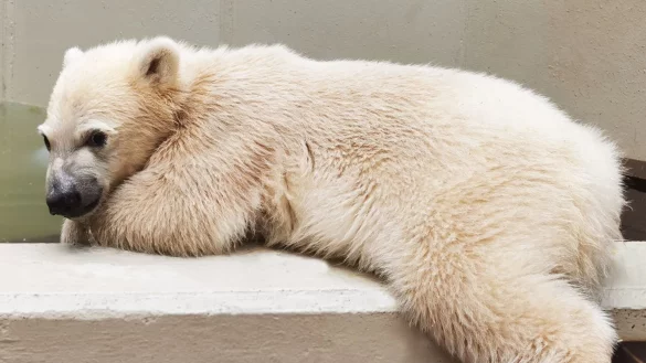 Die kleine Eisb&auml;rin im Hamburger Tierpark hat noch keinen Namen. - &copy; Tierpark Hagenbeck/dpa